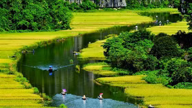 Thu trọn ‘Mùa vàng Tam Cốc’ từ đỉnh "Vạn lý trường thành Việt Nam"
