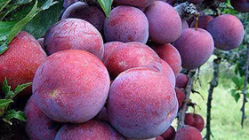 Quỹ Chính phủ Singapore nâng sở hữu tại Masan lên 8,9%