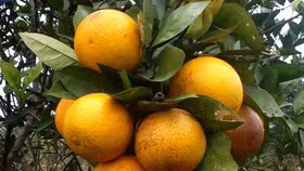 Ngày mai (28/12), Nghệ An tổ chức Lễ hội cam Vinh chào năm mới 2020