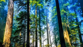 Phát động cuộc thi viết "Rừng là cuộc sống của tôi"