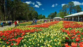 “Quên lối về” giữa ngàn hoa Floriade