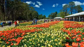 “Quên lối về” giữa ngàn hoa Floriade