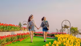 Cận cảnh vẻ đẹp rực rỡ của những vườn tulip “khủng”