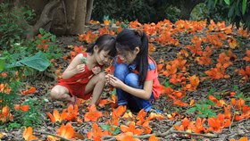 Tháng ba, mùa đi “săn” hoa gạo