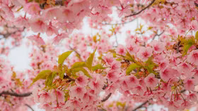 Sắp được ngắm hoa anh đào Nhật Bản ngay tại Việt Nam