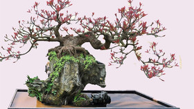 Việt Nam lần đầu đăng cai Lễ hội Bonsai và Suiseki châu Á - Thái Bình Dương