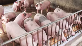 Giá lợn hơi ngày 15/6: Tăng đều khắp cả nước