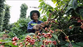 Đến 2025, tái canh và cải tạo 107.000 ha cà phê
