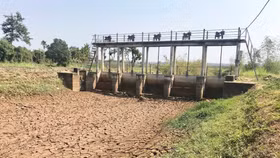 15.000 ha đất nông nghiệp thiếu nước, cảnh báo mùa vụ thất thu