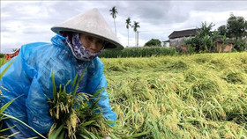 Mưa lớn gây thiệt hại nhiều ha lúa và hoa màu