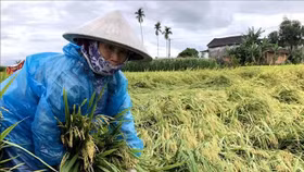 Mưa lớn gây thiệt hại nhiều ha lúa và hoa màu