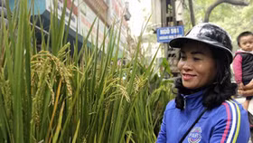 Dân phố trồng ngô, lúa giữa nhà làm cây cảnh chơi Tết