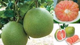 Bưởi Việt Nam chính thức được xuất khẩu sang Mỹ