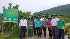 Sử dụng phân bón Phú Mỹ trên cây ổi và cây lúa mang lại hiệu quả cao