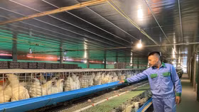 Bài toán nguồn nguyên liệu thức ăn chăn nuôi: Mục tiêu tự chủ 50% có khả thi ?