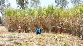 Bộ Công thương tổ chức tham vấn điều tra chống bán phá giá đường từ Thái Lan