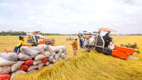 Chiều nay, Chính phủ họp về vấn đề giá lúa gạo