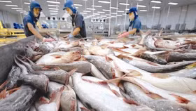 Xuất khẩu cá tra sang thị trường ASEAN tăng mạnh