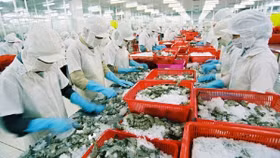 Xuất khẩu thủy sản khởi sắc, nhiều doanh nghiệp ‘bùng nổ’ lợi nhuận