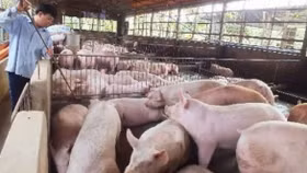 Cảnh báo: Giá lợn hơi tăng 200% so với cùng kỳ