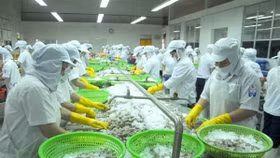 Hơn nửa lượng tôm nhập khẩu của Hàn Quốc đến từ Việt Nam