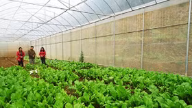 Hà Nội: Đẩy mạnh ứng dụng KHCN trong nông nghiệp trong thời đại 4.0