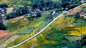Ngất ngây ngắm ruộng bậc thang Sa Pa mùa lúa chín từ trên cao
