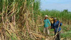 Ngành mía đường chao đảo vì hàng loạt khó khăn