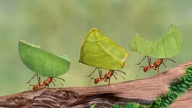 7 điều học được từ loài kiến khi làm việc teamwork