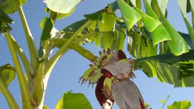 Lá chuối Việt Nam được rao bán tại Nhật giá 500.000 đồng/chiếc