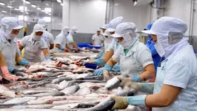 Mỹ tăng thuế chống bán phá giá với cá tra Việt Nam