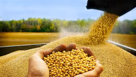 Nga cho Trung Quốc thuê đất trồng đậu tương