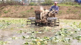 Bộ Nông nghiệp kêu gọi giải cứu su hào, củ cải