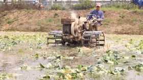 Bộ Nông nghiệp kêu gọi giải cứu su hào, củ cải