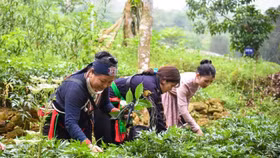 Công ty Y tế Đức Minh bị thu hồi dự án trồng cây dược liệu ở Quảng Ninh