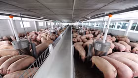 Giá lợn hơi ngày 23/5: Tăng đến 10%, cao nhất từ đầu năm 2023