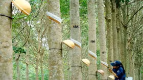 Tập đoàn Cao su Việt Nam được định giá 52.000 tỉ đồng