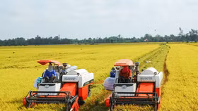 Kỳ vọng cổ phiếu ngành gạo bứt phá nhờ tin vui từ giá xuất khẩu