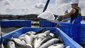 Nhật Bản: Xuất khẩu nông, thủy sản cao kỷ lục