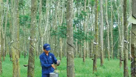 Cao su Phước Hòa chi hơn 140 tỷ đồng trả cổ tức bằng tiền