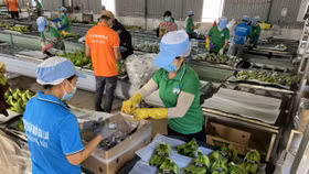 Gia Lai chấp thuận dự án nuôi heo của Hoàng Anh Gia Lai