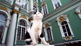 50 con mèo sống trong bào tàng Nga được... hưởng thừa kế