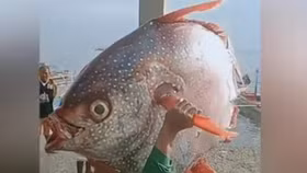 Ngư dân bắt được cá mặt trăng "khủng" cực kỳ quý hiếm