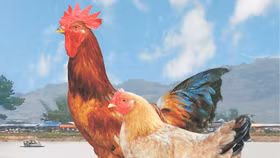 Năm gà, chuyện về doanh nghiệp chăn gà số 1 trên TTCK Việt Nam