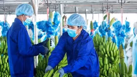 HAGL tạm dừng thương vụ huy động vốn 1.700 tỷ đồng