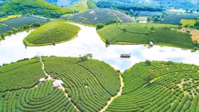 Chè Nghệ An sắp đưa 793.917 cổ phiếu lên sàn UPCoM với giá tham chiếu 43.900 đồng/cp