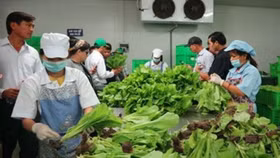 Phát động “Tuần lễ thực phẩm an toàn vùng miền”