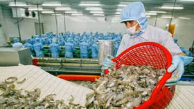 Nhật Bản kiểm soát IUU với thủy sản Việt Nam