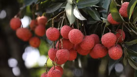 Sau quá trình nghiên cứu thị trường, Bắc Giang kỳ vọng xuất khẩu 80.000 tấn vải thiều