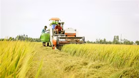 Thủ tướng đồng ý Tiền Giang, Hậu Giang được chuyển mục đích hơn 86ha đất trồng lúa